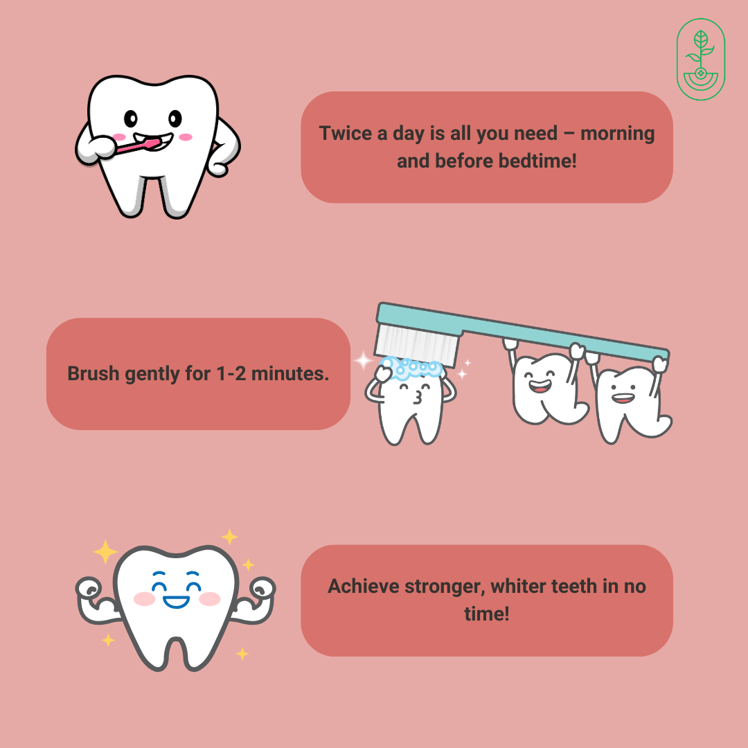 Otanics logo in top right corner, featuring a smiling tooth brushing with text ‘Twice a day is all you need – morning and before bedtime!’ Below, two happy teeth brushing a whistling tooth with foam, and text ‘Brush gently for 1-2 minutes.’ Finally, a strong, sparkling tooth showing muscles with text ‘Achieve stronger, whiter teeth in no time!